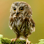 Datadien, A.H.R. (Arvind)'s avatar